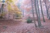 Els colors de la tardor al Montseny