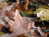  L'episodi de fred del novembre